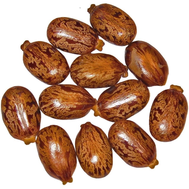 GSDWIUEW Géant Zanzibar Haricot Ricin 7 Graines -Ricinus - Feuille Verte Jardin, Pelouse, Approvisionnement, Entretien