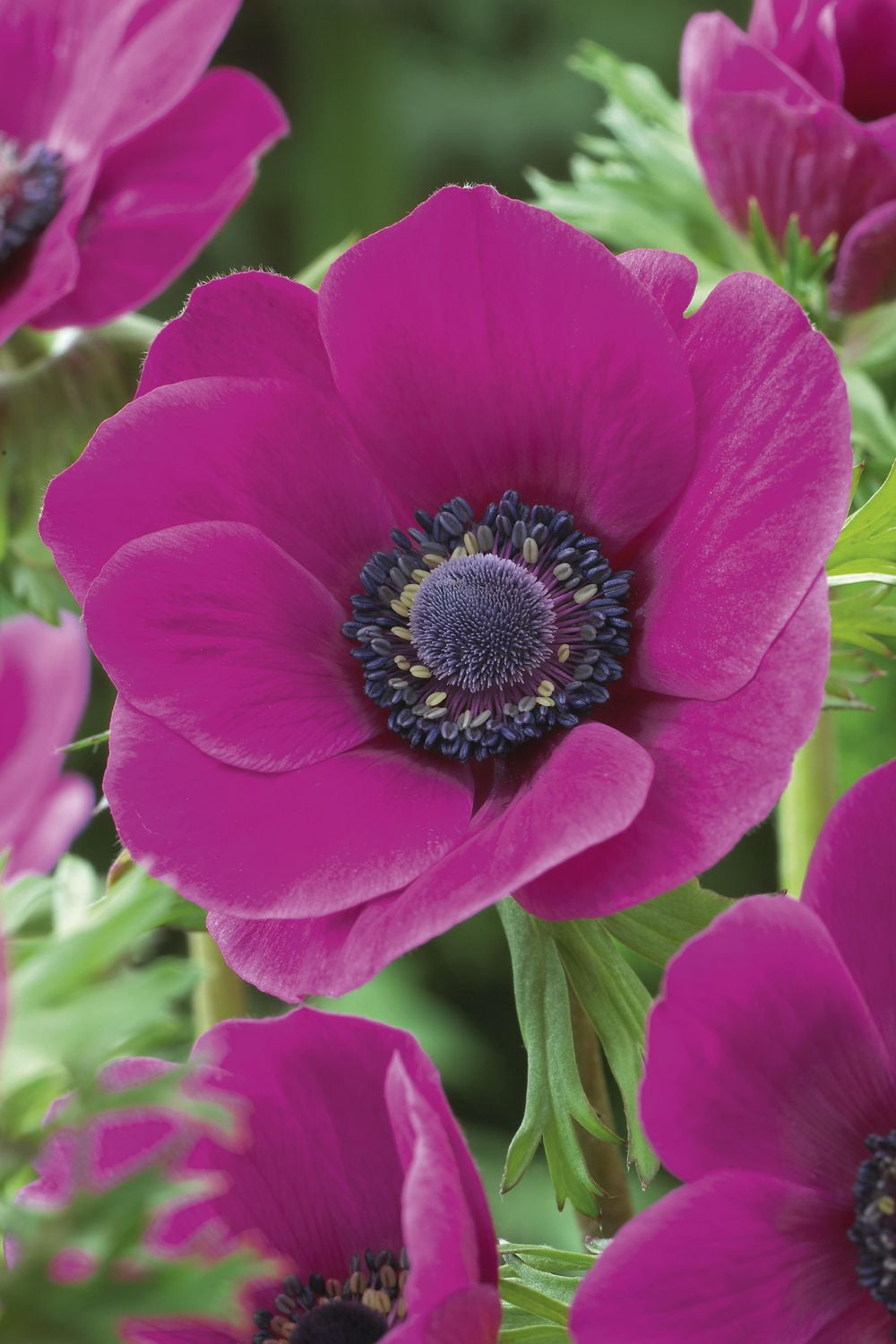 Tasc Flower Bulbs- Anemone Coronaria De Caen Sylphide