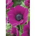 thumbnail image 1 of Tasc Flower Bulbs- Anemone  Coronaria De Caen Sylphide, 1 of 2