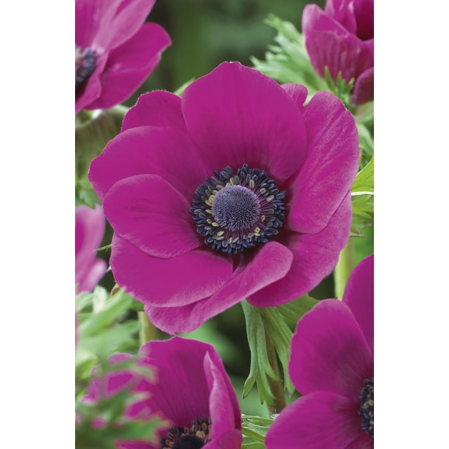 Tasc Flower Bulbs- Anemone Coronaria De Caen Sylphide
