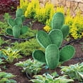 thumbnail image 4 of Chmadoxn Cactus Green Plants Courtyard Garden Outdoor Decoration Plugin Courtyard planting, 4 of 7