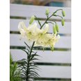 thumbnail image 1 of GSDWIUEW 3 Packs Tiger Lily Bulbs for Planting, Asian Lilium Plants Perennials Flower Bulbs for Spring and Fall Planting Home Garden Décor Indoor and Outdoor, Easy to Grow (Sweet Surrender), 1 of 5