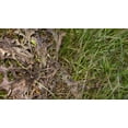 thumbnail image 2 of Scotts Weed B Gon Max Ready-To-Use Weed Control with Wand Applicator  4L, 2 of 5