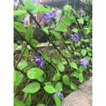 thumbnail image 5 of Jinsinto Expandable Fence Privacy Screen for Balcony Patio Outdoor, Faux Ivy Fencing Panel for Backdrop Garden Backyard Home Decorations Small Height 40cm, 5 of 5