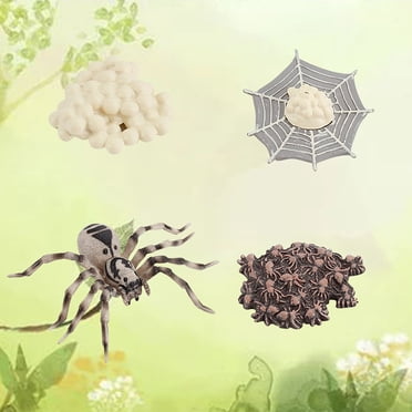 Agiferg Simulation Arthropode Cycle de Vie d'Une Araignée Bee Ladybugs Modèle