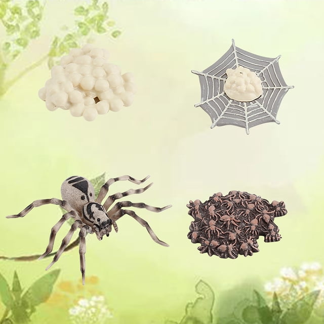 Agiferg Simulation Arthropode Cycle de Vie d'Une Araignée Bee Ladybugs Modèle
