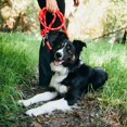 thumbnail image 5 of ZippyPaws Climbers Rope Heavy Duty Dog Leash - Thick Leashes for Large Breed Dogs Durable 2/3'' Climbing Rope 6 Feet Long Comfortable Woven Design Tested Strength Over 3000 lbs - Red, 5 of 5