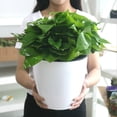 thumbnail image 3 of Flowerpot 6pcs / Set Dur à Se Faner Large Application Attrayante Stable Auto-Arrosage Pot de Fleurs, 3 of 4