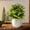 Green #2, variant on Simulated Small Fresh Bonsai Plant | Mini Lavender and Green Grass Decorative Ornament | Eco-Friendly Plastic with White Dotted Round Vase