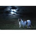thumbnail image 2 of Pet Attire Collier de chat Safety Glow Crânes de Chaux, 2 of 6