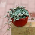 thumbnail image 3 of Flower Basket Reusable Heighten Plastic Hanging Planter Decor Pot for Outdoor, 3 of 10