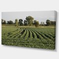 thumbnail image 2 of Wisconsin Soybean Field Rows - Landscape Canvas Art Print, 2 of 3