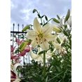 thumbnail image 3 of GSDWIUEW 3 Packs Tiger Lily Bulbs for Planting, Asian Lilium Plants Perennials Flower Bulbs for Spring and Fall Planting Home Garden Décor Indoor and Outdoor, Easy to Grow (Sweet Surrender), 3 of 5