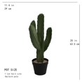 thumbnail image 2 of Cactus Plant, 2 of 3