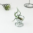 thumbnail image 3 of Air Plant Container Iron Frame Bracket Suitable for Plant Display And Home Decor 2.0*45*38mm, 3 of 9
