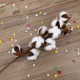 thumbnail image 3 of Wedding Cotton Flower, Dried Flower Natural  For Wedding Party, Home, 3 of 8