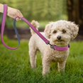 thumbnail image 2 of Hongkaii Soft Padded Leather Dog Collar and Leash Set, Heavy Duty Dog Leash and Collar Set with Metal Buckle, Breathable Dog Collars with 4FT Leather Dog Leash for Small Medium Large Dogs, Purple, L, 2 of 8