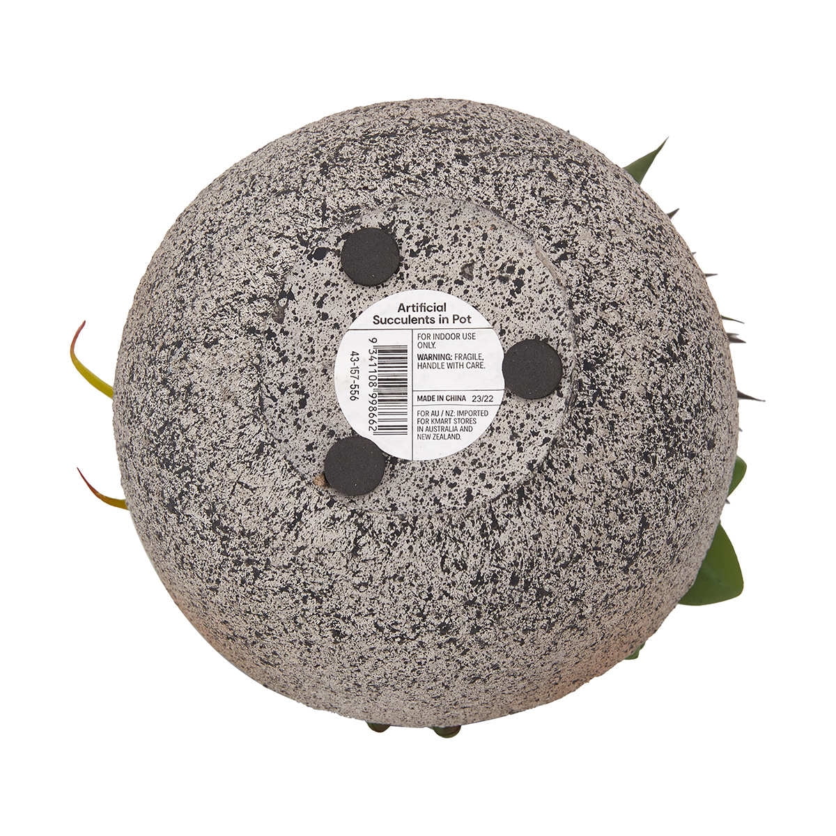 Plante succulente Anko en pot