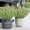 White 8O9, variant on Rvkxad Outdoor Artificial Plants, 10 Pcs Hanging Greenery for Garden Porch Decor, Plastic Hanging Plants
