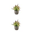 thumbnail image 2 of Decodeary Green Eco-friendly Artificial Money Tree In Pot Long-lasting Durability Realistic Appearance purple rose 2Set, 2 of 6