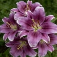 thumbnail image 3 of GSDWIUEW Lily Bulbs-2 or 4 Bulbs per Package Cold-Resistant Perennial Bulbs for Gardens, Easy-Grow. (Purple,2), 3 of 4