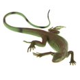 thumbnail image 4 of ziyahi Modèle Animal Simulation Jouets Éducatifs pour Enfants Lézard PL127-1334, 4 of 9