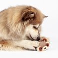 thumbnail image 4 of One Paw, Raccoon Ribbed Treat Plush for Dogs, 5 inches, 4 of 8