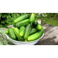 thumbnail image 5 of GSDWIUEW Graines de Concombre, Cornichon Buisson Héritage, 100 Graines, 5 of 5
