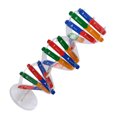 thumbnail image 2 of 1 Ensemble Modèle de Gènes Humains Modèle d'ADN Jouets Scientifiques Jouet d'Assemblage pour Enfants, 2 of 4