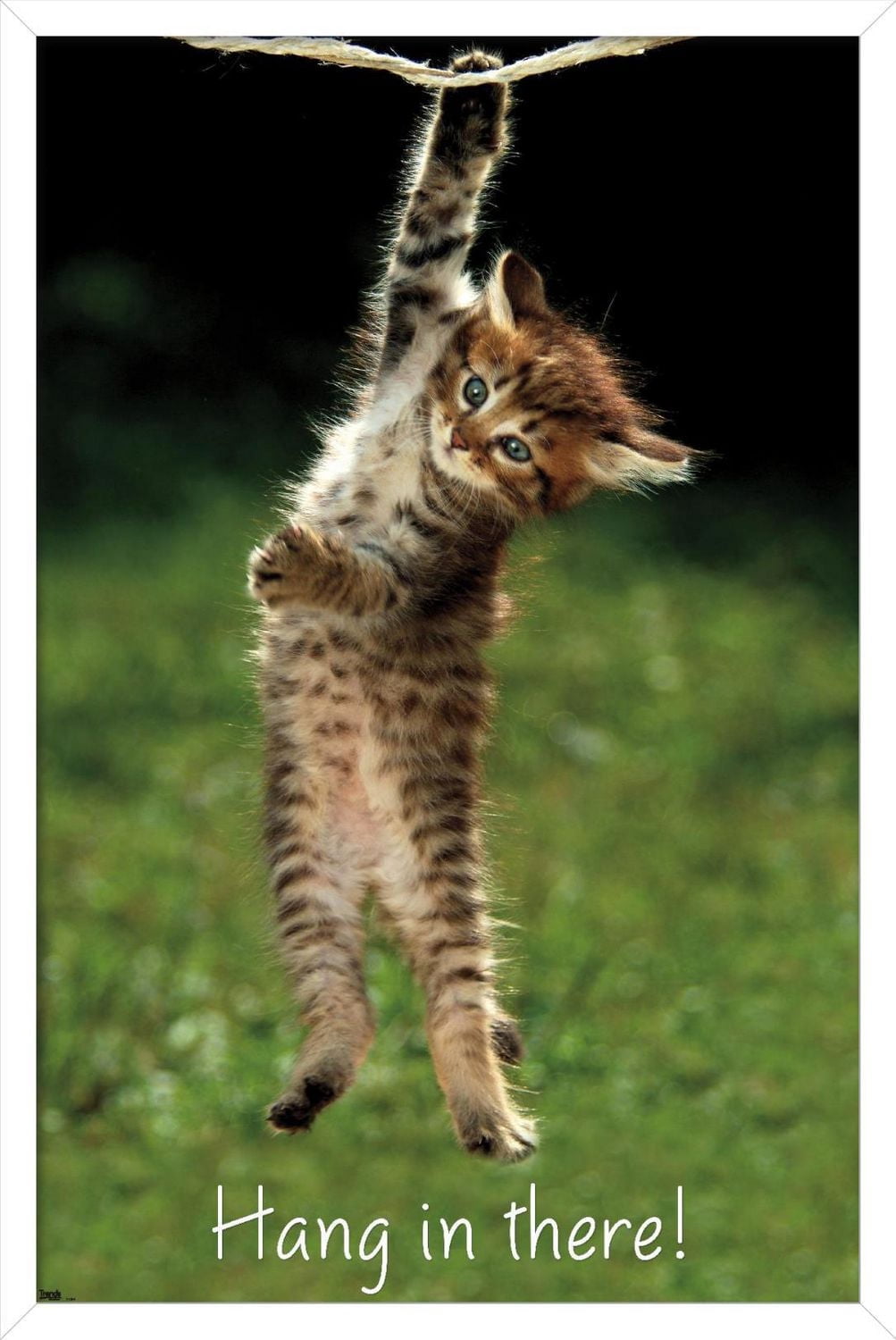 Célèbre chaton accroché là-bas Poster