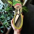 thumbnail image 4 of Wooden Handheld Makeup Elegant Decorative Wall Mounted Compact Vanity with Classic Design, 4 of 5