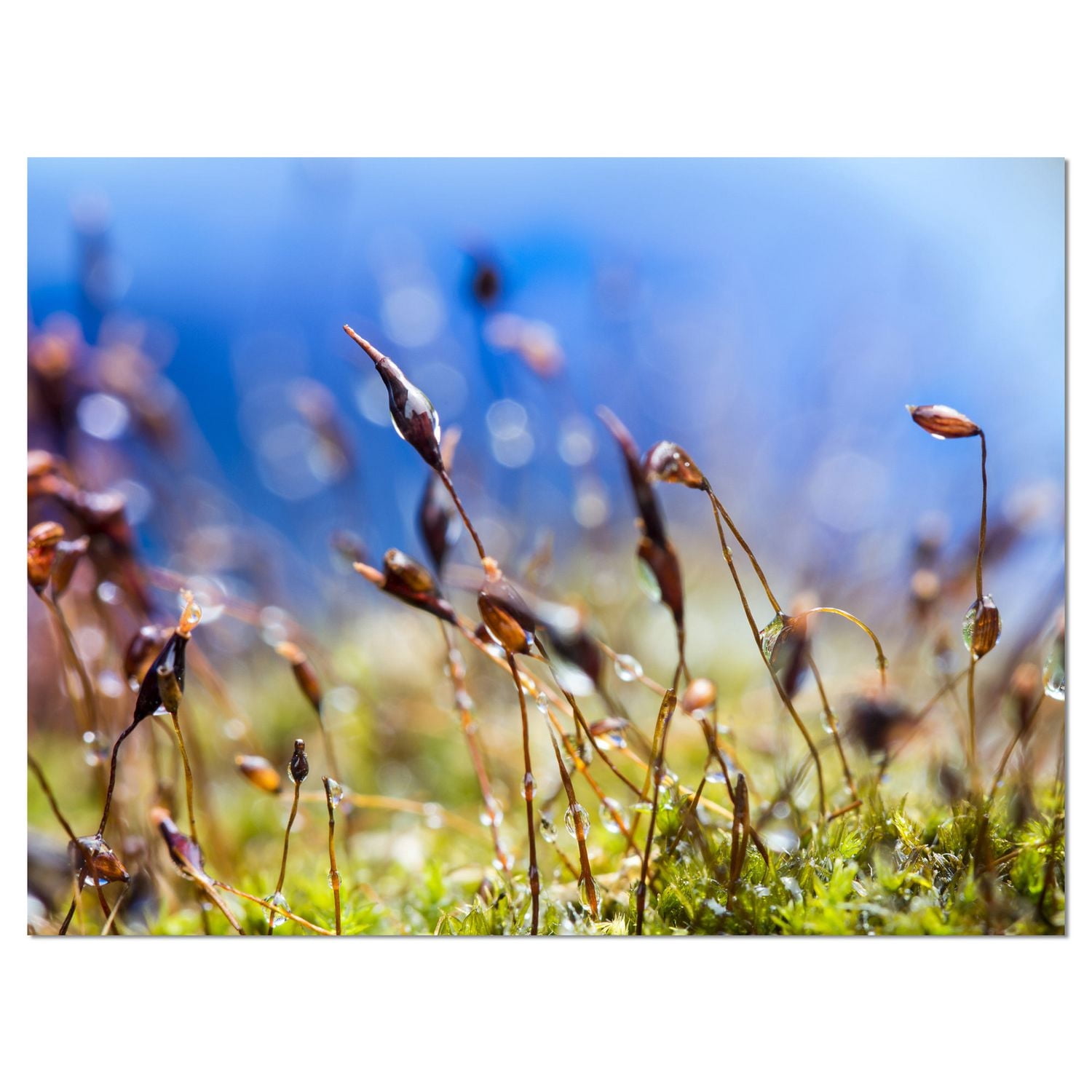 Design Art  Summer Spring Moss Flowers Canvas Print