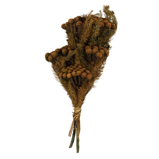 Vickerman H1BRU750-2 12-16 in. Tiges de Brunia d'Automne avec 4 oz Bundle