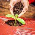 thumbnail image 1 of Red Mulch, Professional Garden Plastic Film Large Coverage  for Strawberries for Carrots, 1 of 7