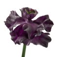thumbnail image 3 of FloraCraft Artificial Succulent Pick 3 Inch x 3.5 Inch Purple Ruffle, 3 of 3