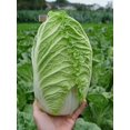 thumbnail image 1 of HIGHGW Napa Chinese Peking Cabbage Vegetable for Planting Heirloom, 1 of 8