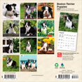 thumbnail image 2 of Boston Terrier Puppies 2026 Mini 7x7, 2 of 3