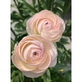 thumbnail image 1 of GSDWIUEW 10pcs Ranunculus Flower Bulbs for Lush, Multi-Petal Blooms \u2013 Transform Your Garden with These Gorgeous Flowers (B,20), 1 of 2
