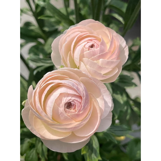 GSDWIUEW 10pcs Ranunculus Flower Bulbs for Lush, Multi-Petal Blooms \u2013 Transform Your Garden with These Gorgeous Flowers (B,20)