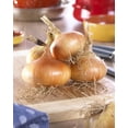 thumbnail image 1 of Tasc Onion Bulbs – Yellow Onion Stuttgarter Vegetable Bulb, 1 of 2