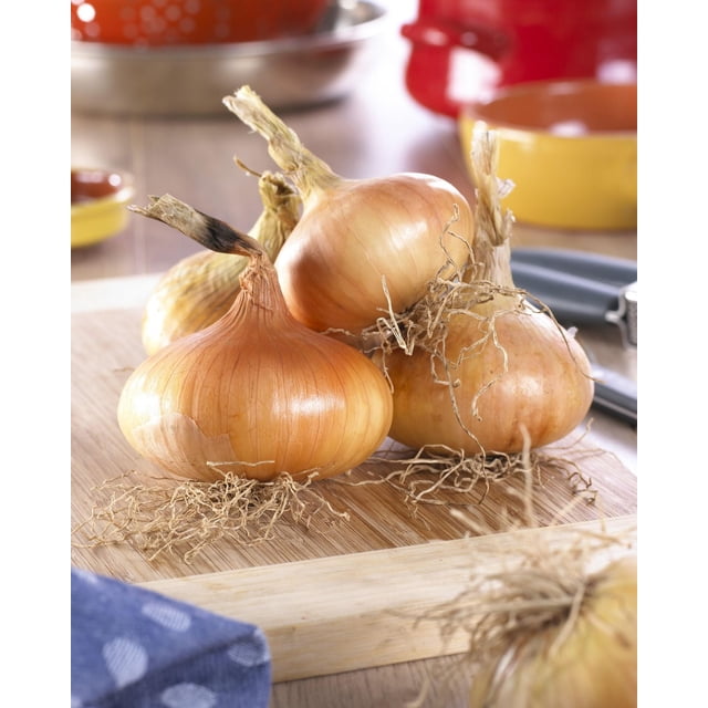 Tasc Onion Bulbs – Yellow Onion Stuttgarter Vegetable Bulb with several large, round yellow onions featuring dry papery skins and roots on a wooden cutting board in a kitchen setting, ideal for cooking, pickling, and home gardening.