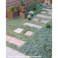 thumbnail image 1 of 1000 Graines de DICHONDRA Repens Aussi Appelé Feuille de Pelouse Fleur à Feuillage Persistant Couvre-Sol, 1 of 3