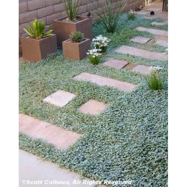 1000 Graines de Dichondra Repens Alias Feuille de Pelouse Fleur à Feuillage Persistant Couvrent le Sol dans un Jardin Paysager. Dichondra Forme un Tapis dense et Rampant de Petites Feuilles Arrondies, Assorti à des Pierres de Marche et des Jardinières Décoratives. Convient aux zones de Rusticité 8-11, Il Se Développe au Soleil pour Se Sépare de l'Ombre et Est Souvent Utilisé comme alternative de Pelouse à Faible Entretien Ou Couvre-Sol Ornemental pour Jardins Rocaillers.