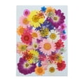 thumbnail image 1 of Agiferg Real Dried Presse Flowers Leaves Natural Set with Butterfly Stickers, 1 of 8