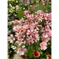 thumbnail image 2 of GSDWIUEW Butterfly Ranunculus Bulbs Buttercup Bare Roots for Planting Canada, Perennial Flower Ranunculus asiaticus, Double Ranunculus Bare Roots for Cut Flowers Garden Indoor Outdoor (30, Lycia), 2 of 4