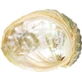 thumbnail image 3 of Blue Sage Smudge 4" Sticks, 3 of 3