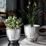 Danhjin Flowerpot Flowerpot Transparent Flower Pot Double Layer Water Storage Flower Pot Small Planting Pot Lazy Office Flower Pot Flower Pots