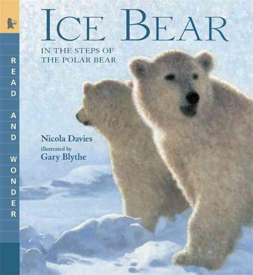 Ours en Glace, Nicola Davies Broché