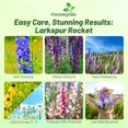 thumbnail image 4 of Outsidepride Delphinium Larkspur Rocket Wild Flowers - 14 LB, 4 of 4