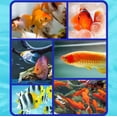 thumbnail image 3 of Chmadoxn Tools&Home Improvement Biological Water Purifying Powder 300ml Algae removal powdr, 3 of 6